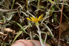 Senecio stoechadiformis