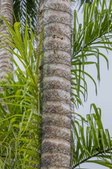 Bactris