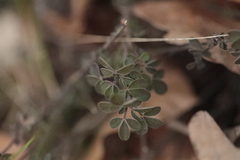 Chamaecytisus hirsutus