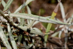 Senecio stoechadiformis