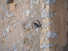 Passer domesticus balearoibericus