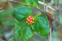 Lonicera dioica