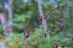 Lonicera dioica