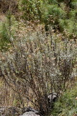 Senecio stoechadiformis