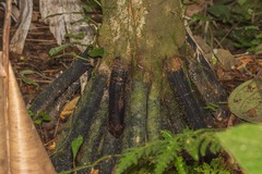 Iriartea deltoidea