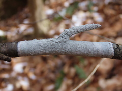 Phlyctis boliviensis