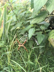 Argiope argentata