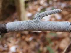 Phlyctis boliviensis