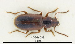 Dicheirotrichus gustavii