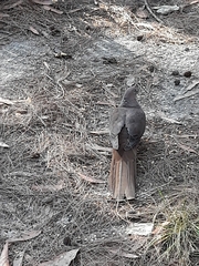 Macropygia phasianella