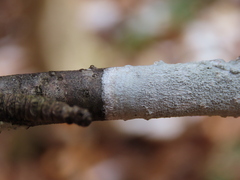 Phlyctis boliviensis