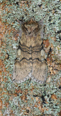 Achlya flavicornis
