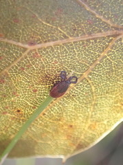 Ixodes pacificus