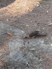 Macropygia phasianella