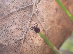 Ixodes pacificus