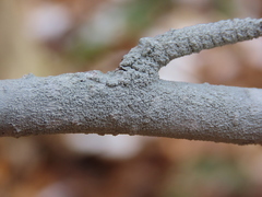 Phlyctis boliviensis