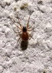 Ostearius melanopygius