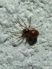 Ostearius melanopygius