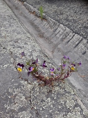Viola × williamsii