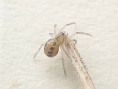 Enoplognatha ovata