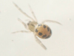 Enoplognatha ovata