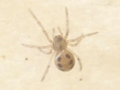 Enoplognatha ovata