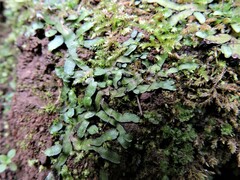 Targionia hypophylla