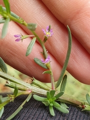 Lythrum hyssopifolia