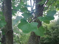 Liquidambar styraciflua