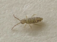Entomobrya nivalis