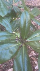 Magnolia grandiflora