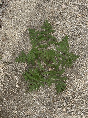 Hydrophylloideae