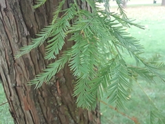 Taxodium distichum