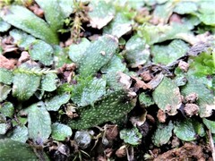 Targionia hypophylla