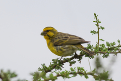 Crithagra dorsostriata