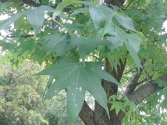 Liquidambar styraciflua