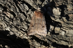 Cerastis faceta