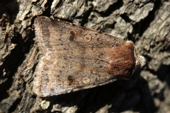 Cerastis faceta