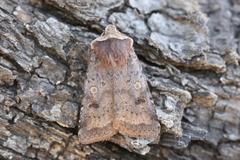 Cerastis faceta