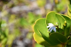Scaevola plumieri