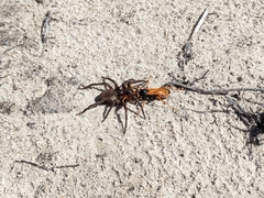 Cryptocheilus australis