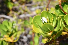 Scaevola plumieri