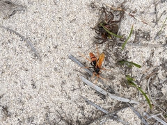 Cryptocheilus australis