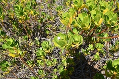 Scaevola plumieri