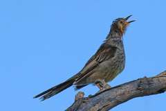 Anthochaera paradoxa