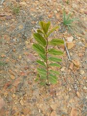 Hermannia salviifolia