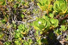 Scaevola plumieri