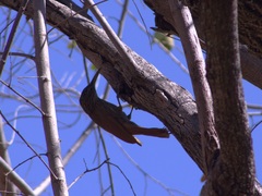 Xiphorhynchus flavigaster