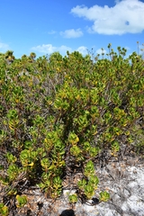 Scaevola plumieri