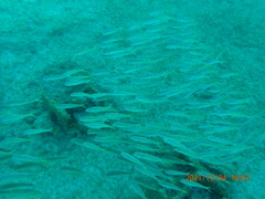 Mulloidichthys martinicus